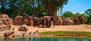 Africa - Animal Kingdom