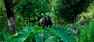 Pangani Forest Exploration Trail