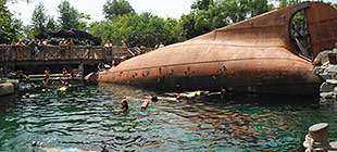 Reef Shark - Typhoon Lagoon